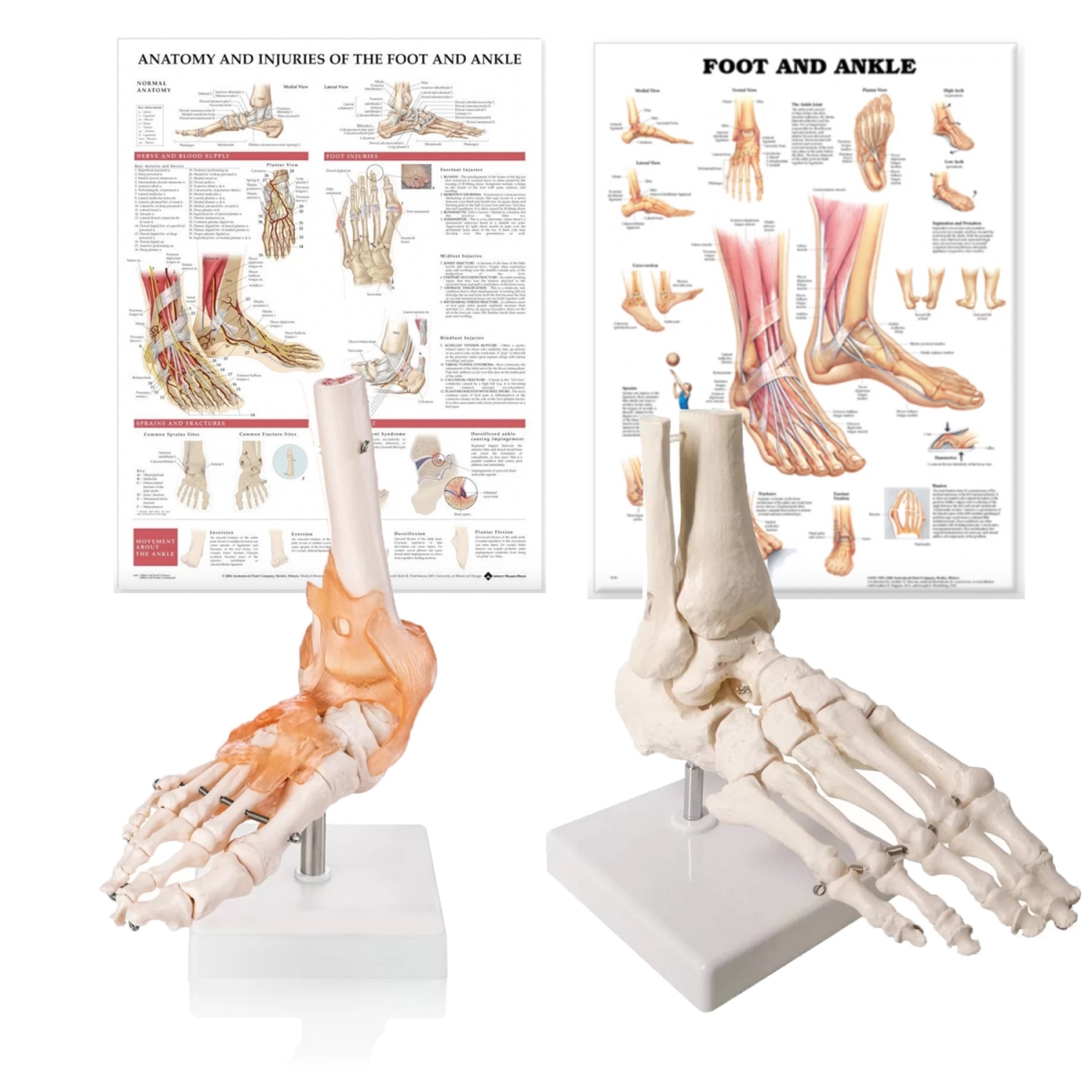 Anatomy of the Foot and Ankle 第三版　値段交渉可 Foot & Ankle Anatomy & Pathology Bundle - Myaskro